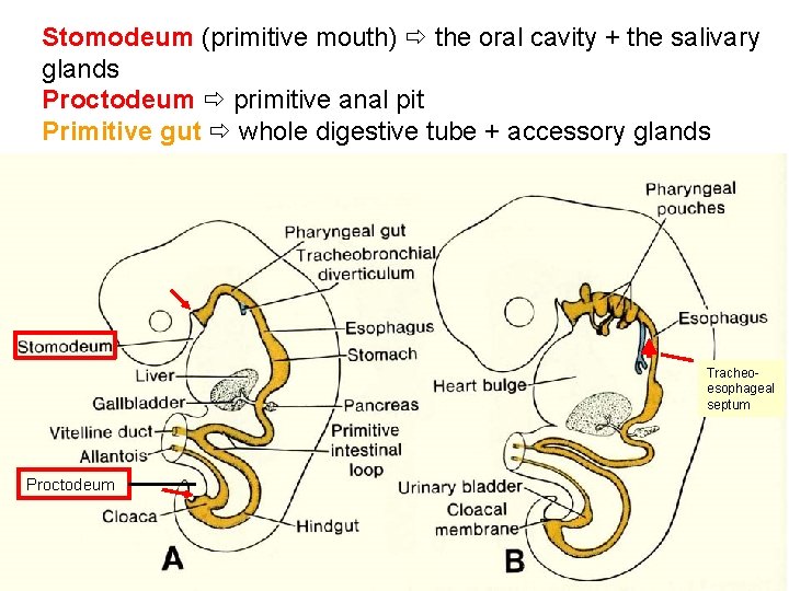 Stomodeum (primitive mouth) the oral cavity + the salivary glands Proctodeum primitive anal pit