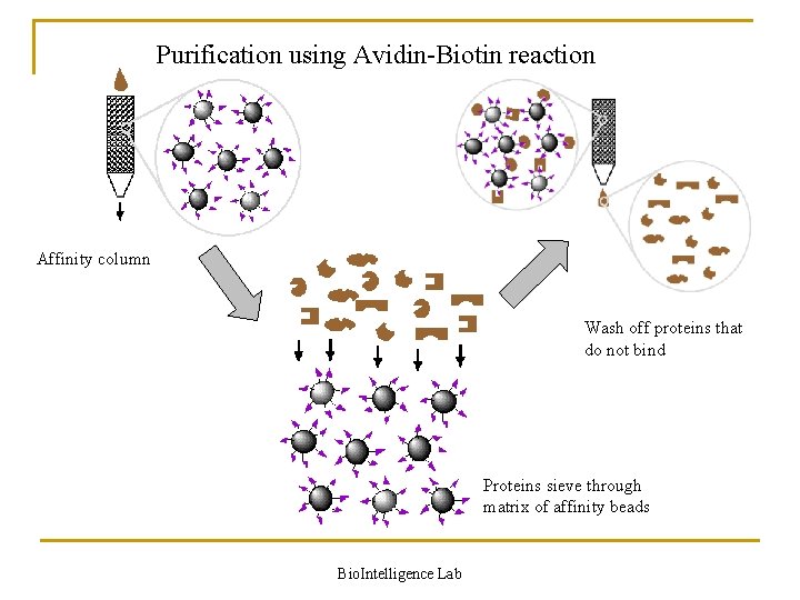 Purification using Avidin-Biotin reaction Affinity column Wash off proteins that do not bind Proteins