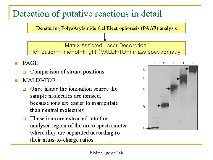 Detection of putative reactions in detail Denaturing Polya. Arylamide Gel Electrophoresis (PAGE) analysis Matrix