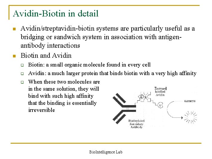 Avidin-Biotin in detail n n Avidin/streptavidin-biotin systems are particularly useful as a bridging or