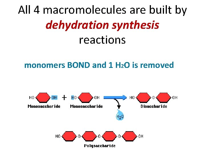 All 4 macromolecules are built by dehydration synthesis reactions monomers BOND and 1 H