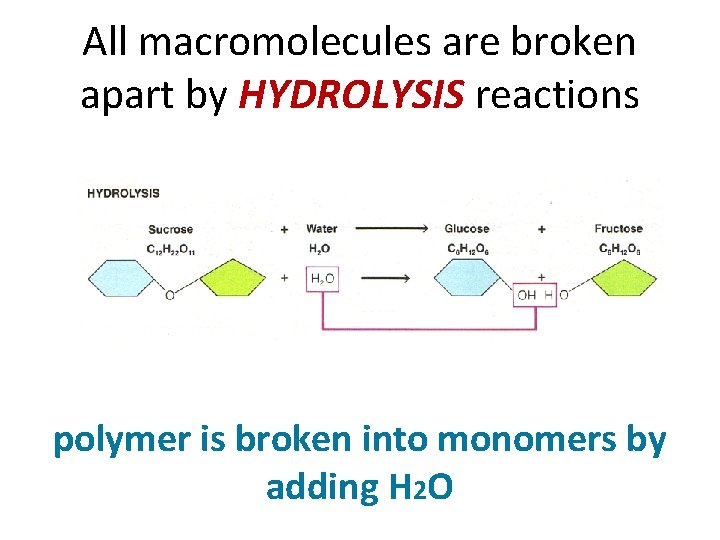 All macromolecules are broken apart by HYDROLYSIS reactions polymer is broken into monomers by