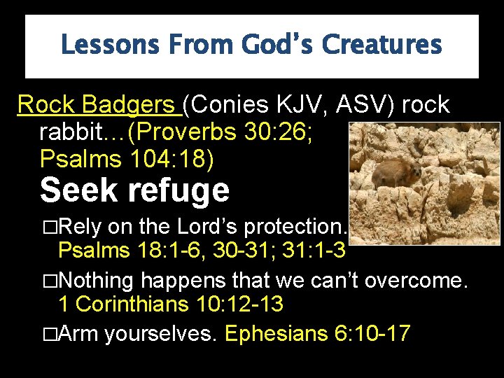 Lessons From God’s Creatures Rock Badgers (Conies KJV, ASV) rock rabbit…(Proverbs 30: 26; Psalms