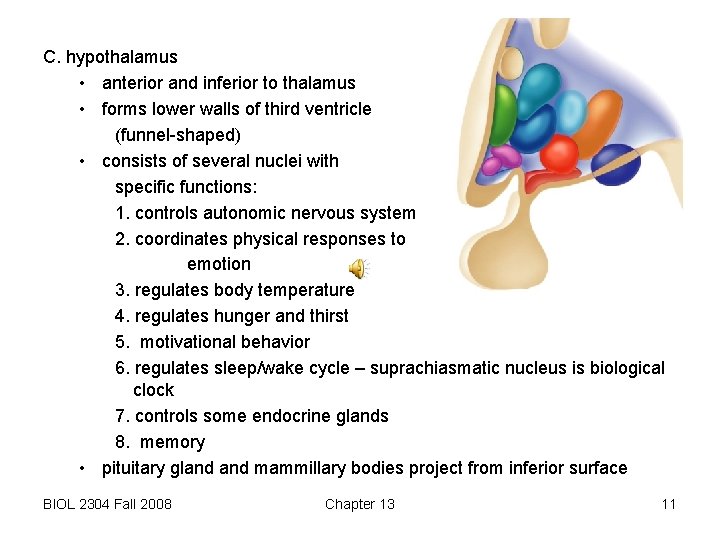 C. hypothalamus • anterior and inferior to thalamus • forms lower walls of third