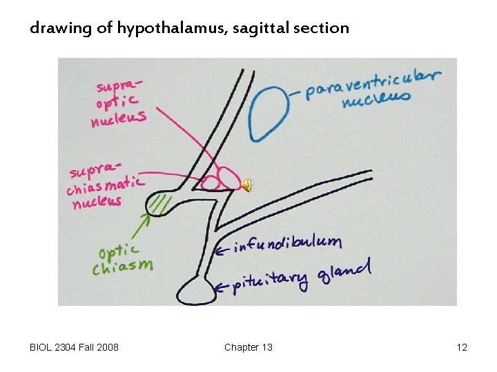 drawing of hypothalamus, sagittal section BIOL 2304 Fall 2008 Chapter 13 12 