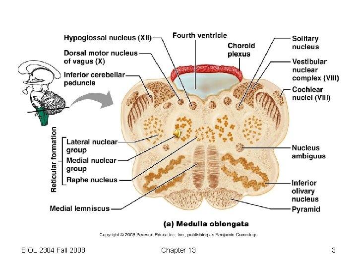 BIOL 2304 Fall 2008 Chapter 13 3 