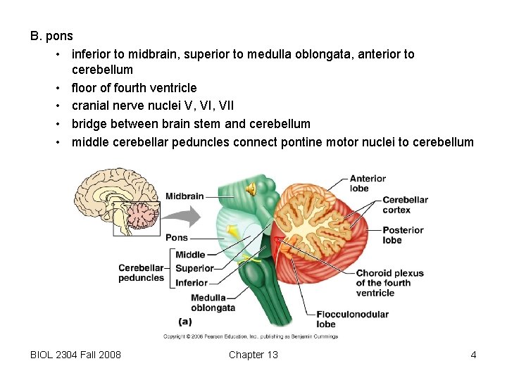 B. pons • inferior to midbrain, superior to medulla oblongata, anterior to cerebellum •