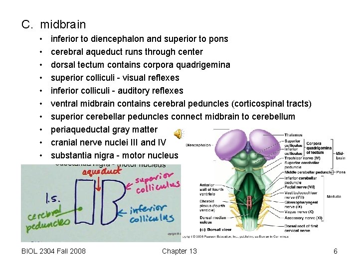 C. midbrain • • • inferior to diencephalon and superior to pons cerebral aqueduct