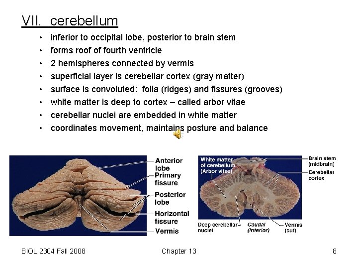 VII. cerebellum • • inferior to occipital lobe, posterior to brain stem forms roof