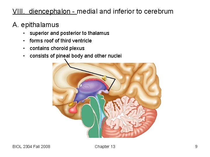 VIII. diencephalon - medial and inferior to cerebrum A. epithalamus • • superior and
