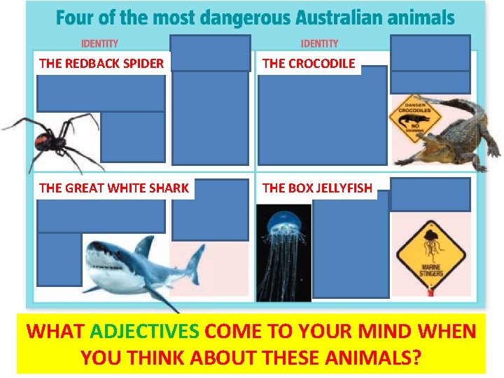 THE REDBACK SPIDER THE CROCODILE THE GREAT WHITE SHARK THE BOX JELLYFISH WHAT READADJECTIVES