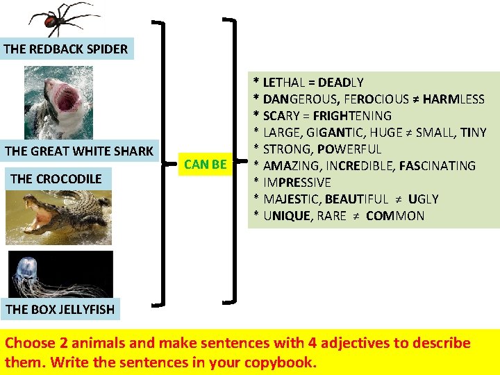 THE REDBACK SPIDER THE GREAT WHITE SHARK THE CROCODILE CAN BE * LETHAL =
