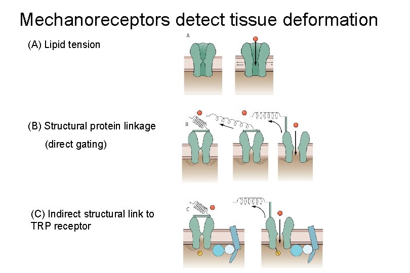 Mechanoreceptors detect tissue deformation (A) Lipid tension (B) Structural protein linkage (direct gating) (C)