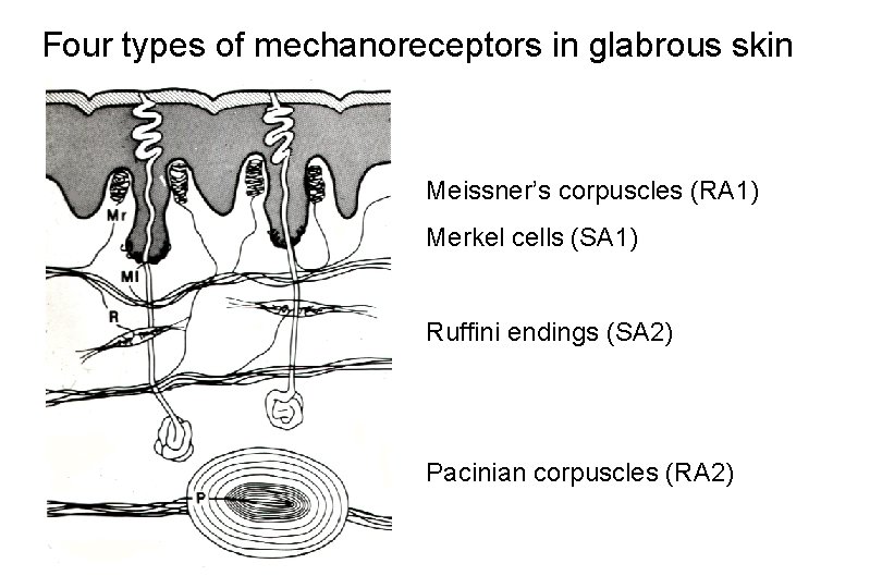 Four types of mechanoreceptors in glabrous skin Meissner’s corpuscles (RA 1) Merkel cells (SA