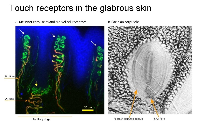 Touch receptors in the glabrous skin 