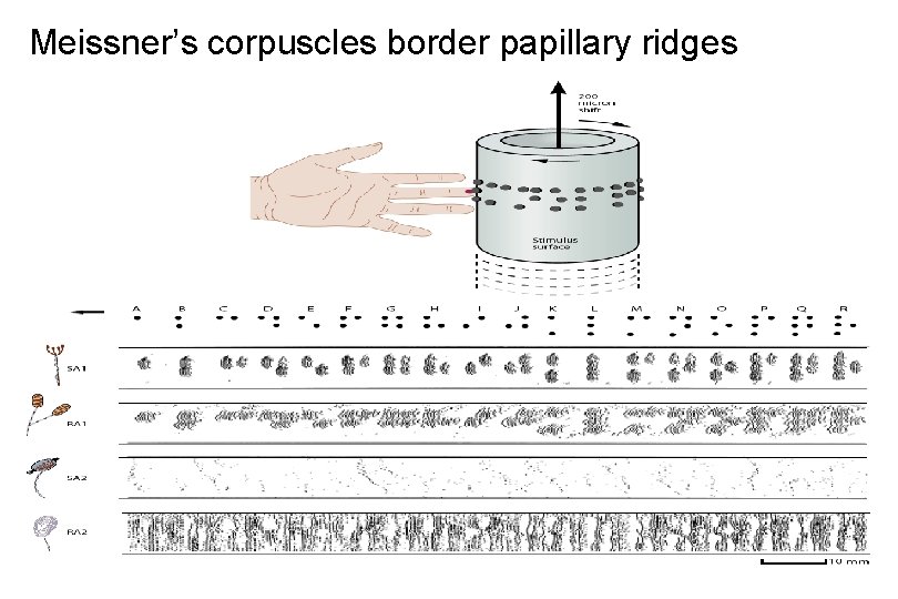 Meissner’s corpuscles border papillary ridges 