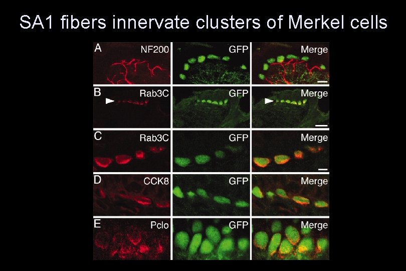 SA 1 fibers innervate clusters of Merkel cells 