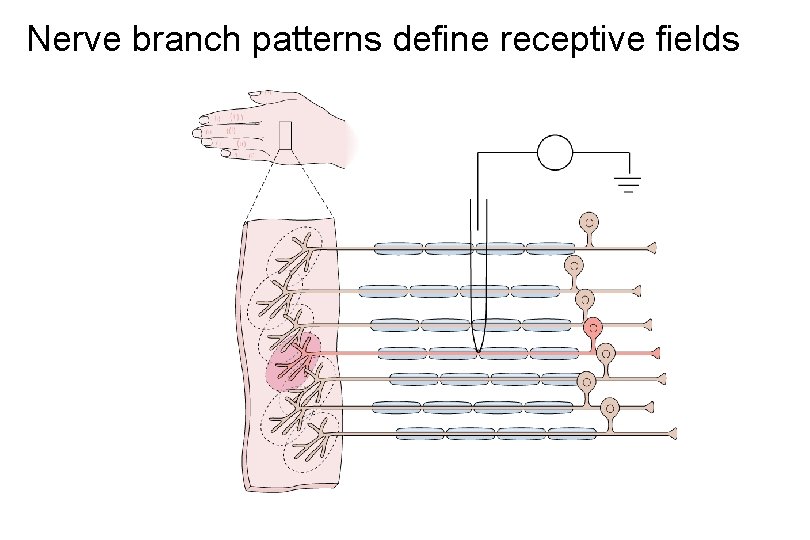 Nerve branch patterns define receptive fields 