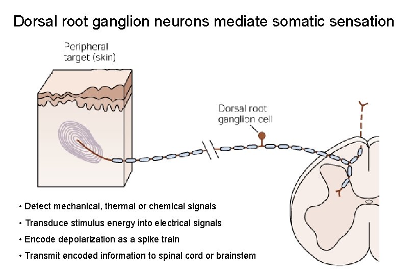 Dorsal root ganglion neurons mediate somatic sensation • Detect mechanical, thermal or chemical signals