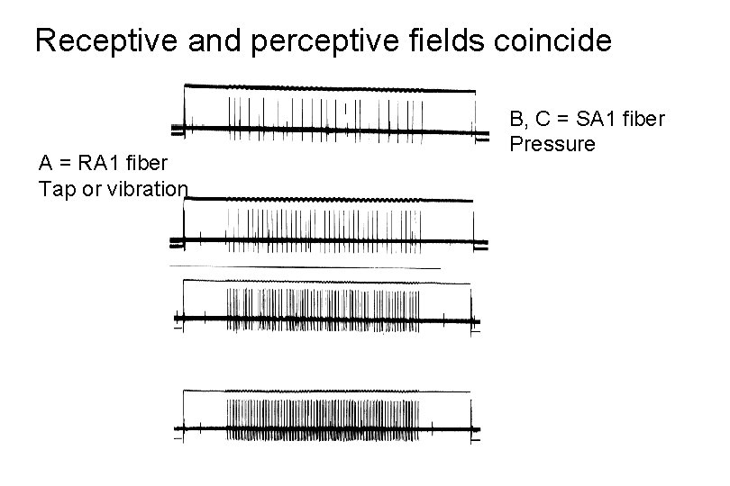 Receptive and perceptive fields coincide A = RA 1 fiber Tap or vibration B,