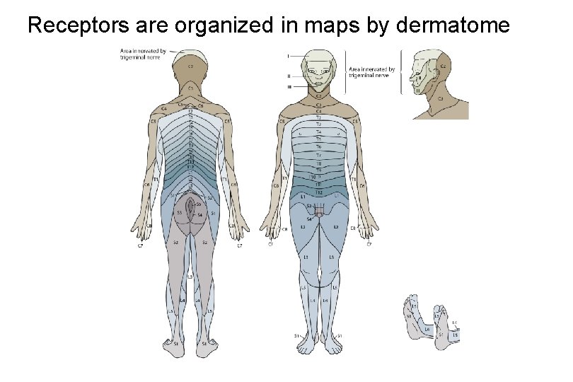 Receptors are organized in maps by dermatome 