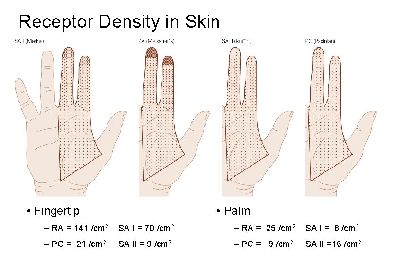 Receptor Density in Skin • Fingertip • Palm – RA = 141 /cm 2