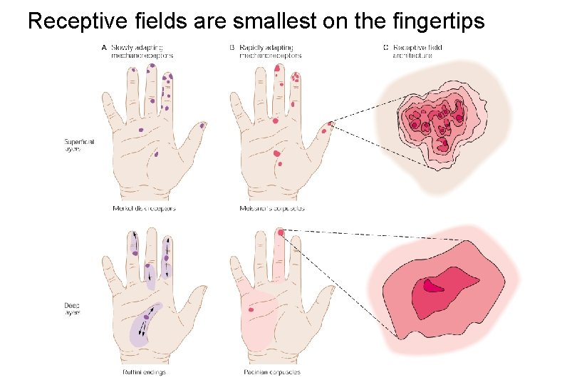 Receptive fields are smallest on the fingertips 