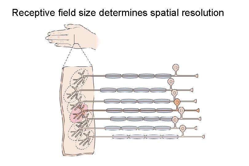 Receptive field size determines spatial resolution 