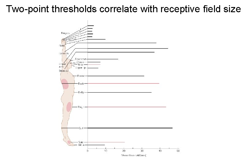 Two-point thresholds correlate with receptive field size 