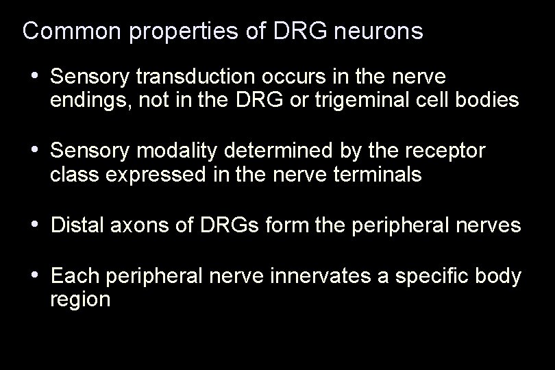 Common properties of DRG neurons • Sensory transduction occurs in the nerve endings, not