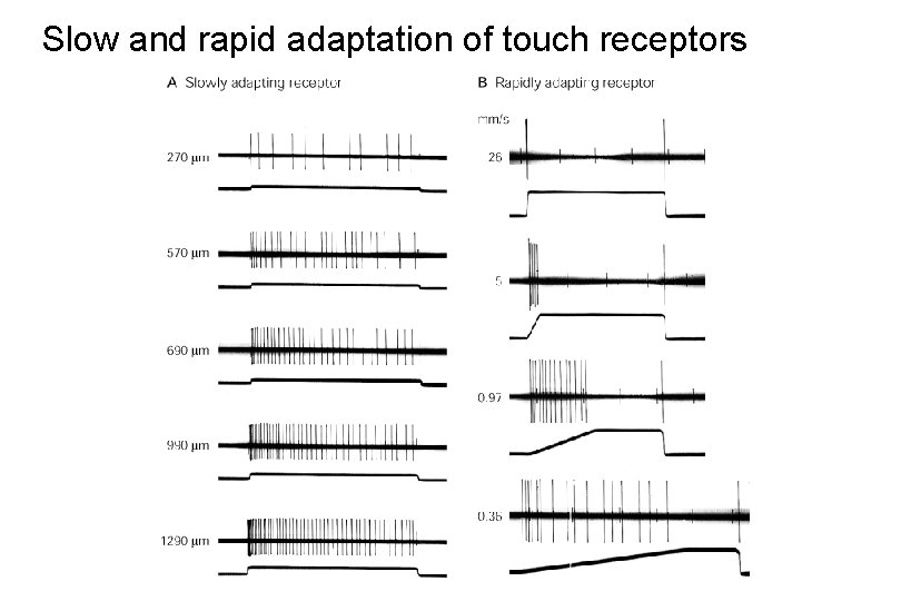 Slow and rapid adaptation of touch receptors 