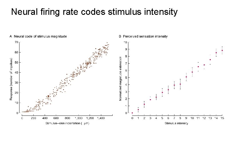 Neural firing rate codes stimulus intensity 