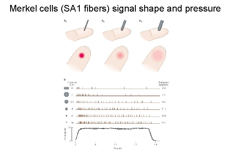 Merkel cells (SA 1 fibers) signal shape and pressure 