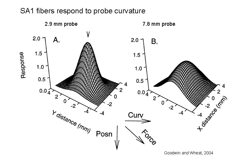 SA 1 fibers respond to probe curvature 2. 9 mm probe 7. 8 mm
