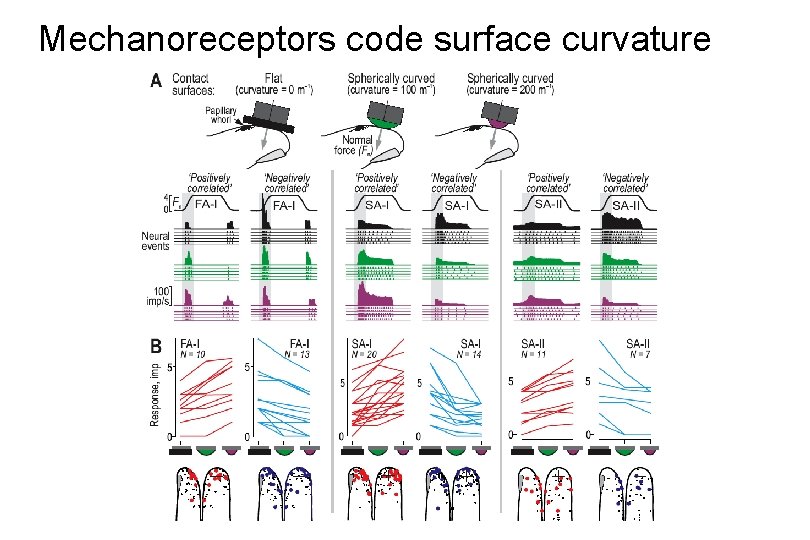 Mechanoreceptors code surface curvature 