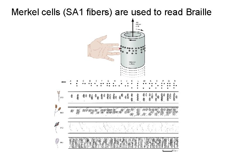 Merkel cells (SA 1 fibers) are used to read Braille 