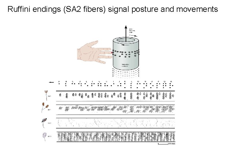 Ruffini endings (SA 2 fibers) signal posture and movements 