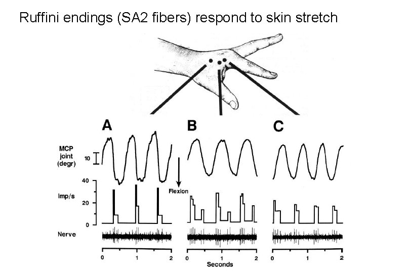 Ruffini endings (SA 2 fibers) respond to skin stretch 