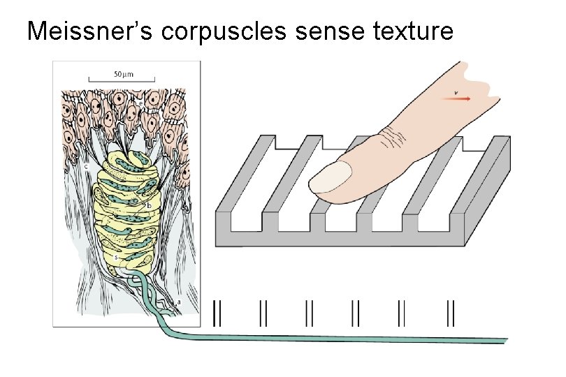 Meissner’s corpuscles sense texture 