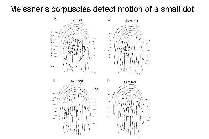 Meissner’s corpuscles detect motion of a small dot 