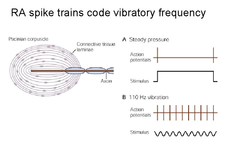 RA spike trains code vibratory frequency 