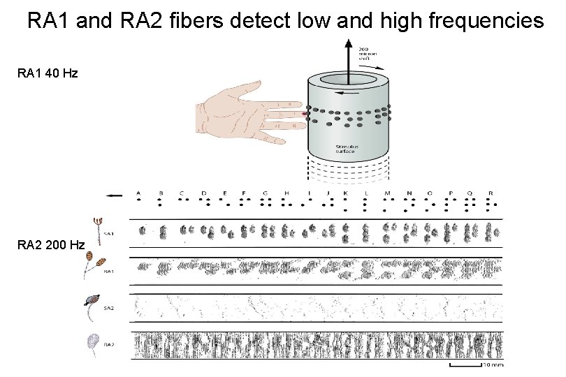 RA 1 and RA 2 fibers detect low and high frequencies RA 1 40