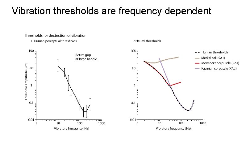 Vibration thresholds are frequency dependent 