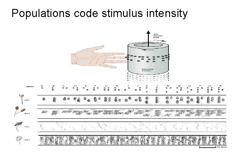 Populations code stimulus intensity 