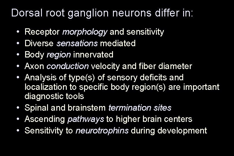 Dorsal root ganglion neurons differ in: • • • Receptor morphology and sensitivity Diverse