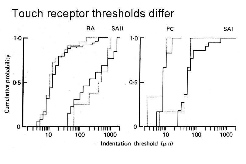 Touch receptor thresholds differ 