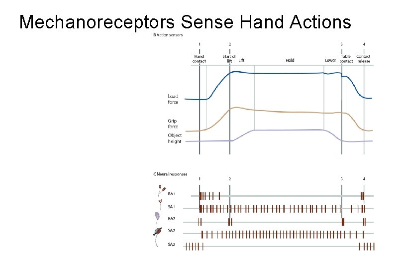 Mechanoreceptors Sense Hand Actions 