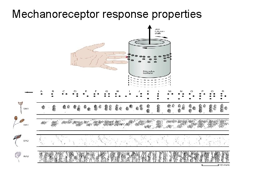 Mechanoreceptor response properties 