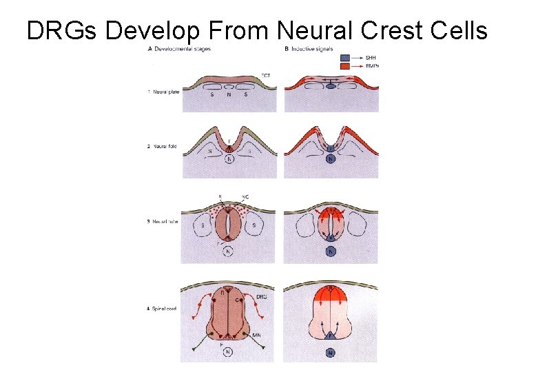 DRGs Develop From Neural Crest Cells 
