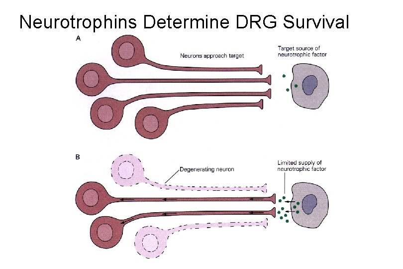 Neurotrophins Determine DRG Survival 